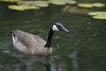 Canada Goose floating near water lilies. Royalty Free Stock Photo