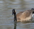 Canada Goose on a Pond Royalty Free Stock Photo