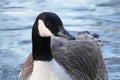 Canada goose floating on a pond Royalty Free Stock Photo