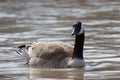 Canada Goose floating on the river Royalty Free Stock Photo
