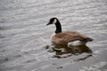 Canada Goose floating on water, Branta canadensis, Royalty Free Stock Photo