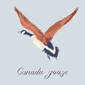 Canada goose. Flying bird. Vintage collection. Vector illustration. Royalty Free Stock Photo