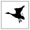 Canada goose flying. Black silhouette of a bird. Vintage collection. Vector illustration. Royalty Free Stock Photo
