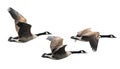 Canada Goose flying in group Royalty Free Stock Photo