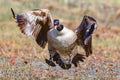 Canada goose flying with mouth open looking like an angry soccer mom on the sidelines Royalty Free Stock Photo