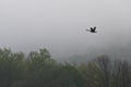 Canada Goose Flying Over the Fog Royalty Free Stock Photo