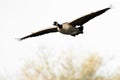 Canada Goose Flying Past Against a White Background Royalty Free Stock Photo