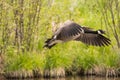 Canada Goose flying solo