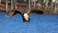 Canada Goose Flying in to Land on a Blue Lake  in Winter Royalty Free Stock Photo