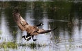 A Canada Goose Flying