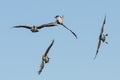 Canada Goose Flying Upside Down as The Flock Prepares to Land Royalty Free Stock Photo