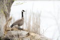 Canada Goose in the fog at Exner Marsh Nature Preserve, Illinois USA