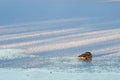 A Canada goose on a frozen lake Royalty Free Stock Photo