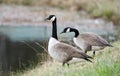 Pair Canada Geese, one on guard, one foraging, Georgia, USA