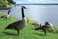 Canada goose Royalty Free Stock Photo