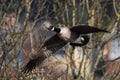 Canada Goose, Geese, Branta Canadensis