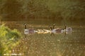 Canada goose geese family Branta canadensis with goslings Royalty Free Stock Photo