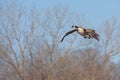 A canada goose glides across the sky