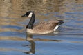 Canada goose among golden reflections
