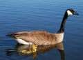 Canada Goose and Gosling