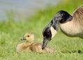 Canada Goose Gosling Royalty Free Stock Photo