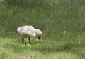 Canada Goose Gosling Baby Chick In Grass Royalty Free Stock Photo