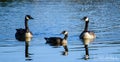 Canada Goose and Gosling on Blue Water Pond Royalty Free Stock Photo