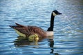 Canada Goose with Gosling on Blue water Royalty Free Stock Photo