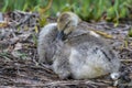 Canada Goose Gosling Cleaning its Plumage