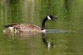 Canada Goose with Gosling 701091