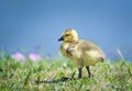 Canada Goose Gosling By A Lake In Spring