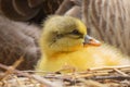 Canada Goose gosling with mother. Royalty Free Stock Photo