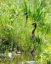 Canada Goose and Gosling Photo and Image. Goose with gosling babies close-up view walking by the river in their environment and Royalty Free Stock Photo