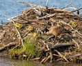 Canada Goose and Gosling Photo and Image. On nest with newly hatched goslings. Goose Photo and Image Royalty Free Stock Photo