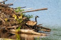 Canada Goose and Gosling Photo and Image. On nest with newly hatched goslings. Goose Photo and Image Royalty Free Stock Photo