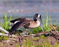 Canada Goose and Gosling Photo and Image. On nest with newly hatched goslings. Goose Photo and Image Royalty Free Stock Photo