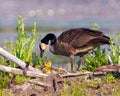 Canada Goose and Gosling Photo and Image. On nest with newly hatched goslings. Goose Photo and Image Royalty Free Stock Photo