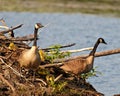 Canada Goose and Gosling Photo and Image. On nest with newly hatched goslings. Goose Photo and Image Royalty Free Stock Photo