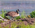 Canada Goose and Gosling Photo and Image. On nest with newly hatched goslings. Goose Photo and Image Royalty Free Stock Photo