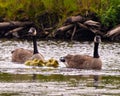 Canada Goose and Gosling Photo and Image. Swimming for a new adventure with the newly hatch babies. Royalty Free Stock Photo