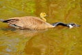 Canada Goose Gosling Royalty Free Stock Photo