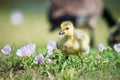 Canada Goose Gosling In Spring Flowers
