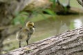 Canada Goose gosling standing on a log near the water Royalty Free Stock Photo