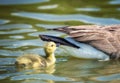 Canada Goose Gosling Swimming Behind The Mother