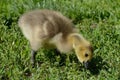 Canada goose gosling