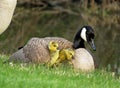 Canada Goose with Gosling Under Her Wing Royalty Free Stock Photo