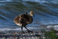 Canada Goose gosling walking along waterfront Royalty Free Stock Photo