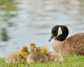 Canada Goose Goslings Royalty Free Stock Photo