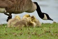 Canada Goose Goslings Royalty Free Stock Photo