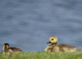 Canada Goose Goslings Royalty Free Stock Photo